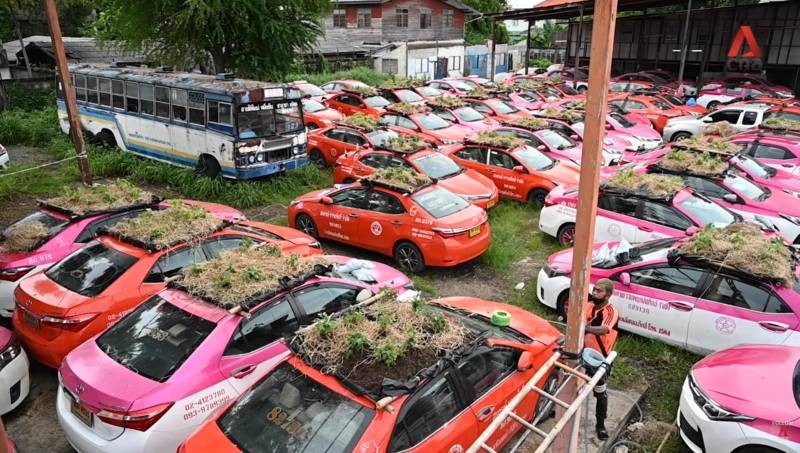 Thai Lan: Tai xe that nghiep mua dich trong cay tren noc xe-Hinh-4