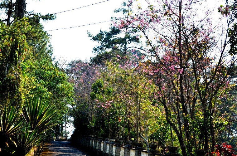 Da Lat dep hon phim nho mai anh dao-Hinh-8