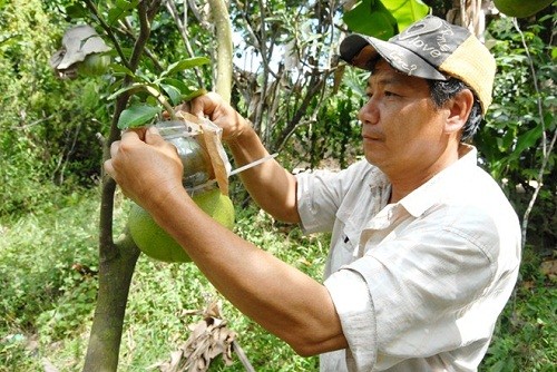 Xem nha vuon nan du trai cay doc choi Tet-Hinh-3