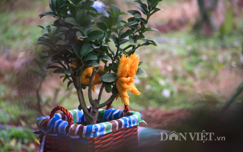 Phat thu bonsai dang cuc la gia hon chuc trieu-Hinh-7