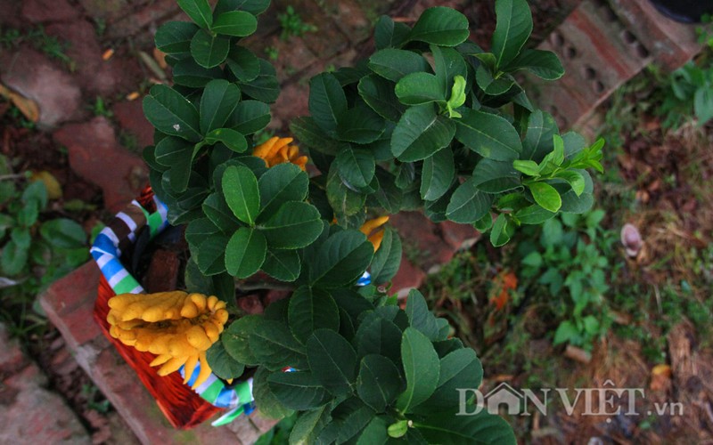 Phat thu bonsai dang cuc la gia hon chuc trieu-Hinh-8