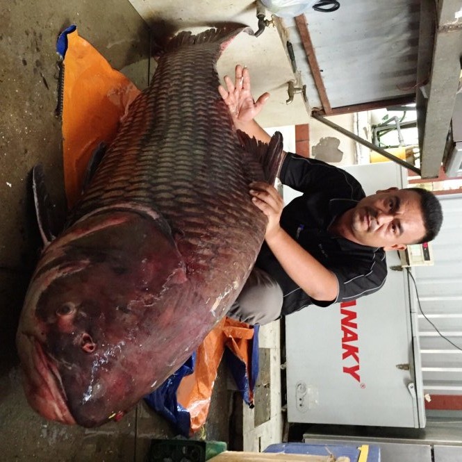 Nha hang Viet choi troi mua ca ho Campuchia khung 135 kg