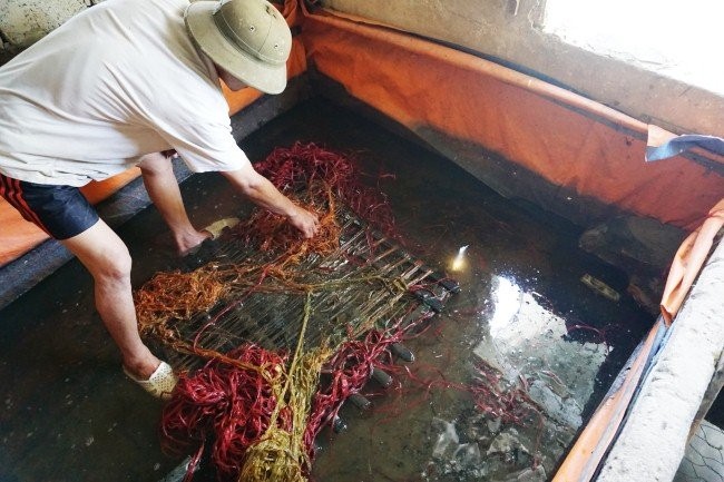 Kinh hai luon duoc tam thuoc tranh thai de beo vang