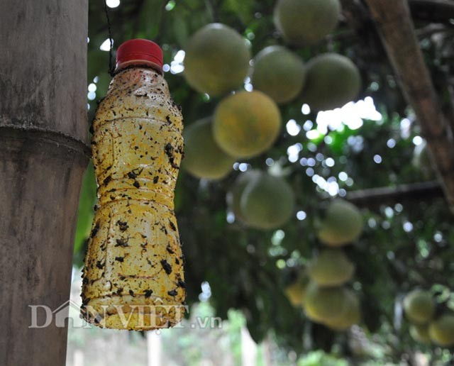 Tan mat nhin cay buoi ra 800 qua o Hoa Binh-Hinh-5