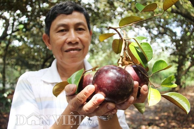 Da mat ngam vuon vu sua tim doc nhat mien Tay-Hinh-9