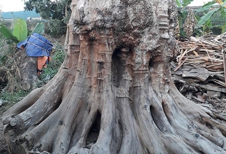 Choang vang "bau vat" gia sieu khung tu than cay kho-Hinh-3