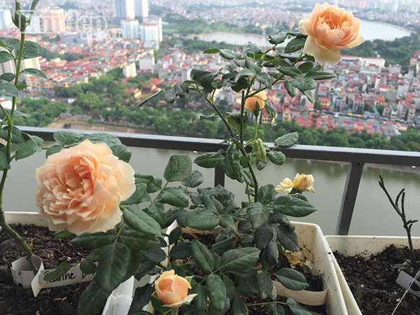 Ban cong von ven 3m2 trong 100 goc hoa hong dep quen sau-Hinh-4