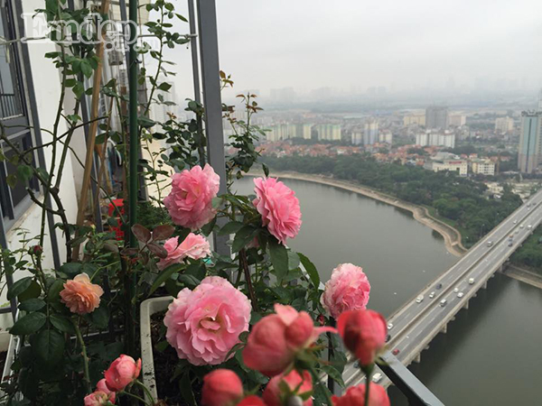 Ban cong von ven 3m2 trong 100 goc hoa hong dep quen sau-Hinh-6