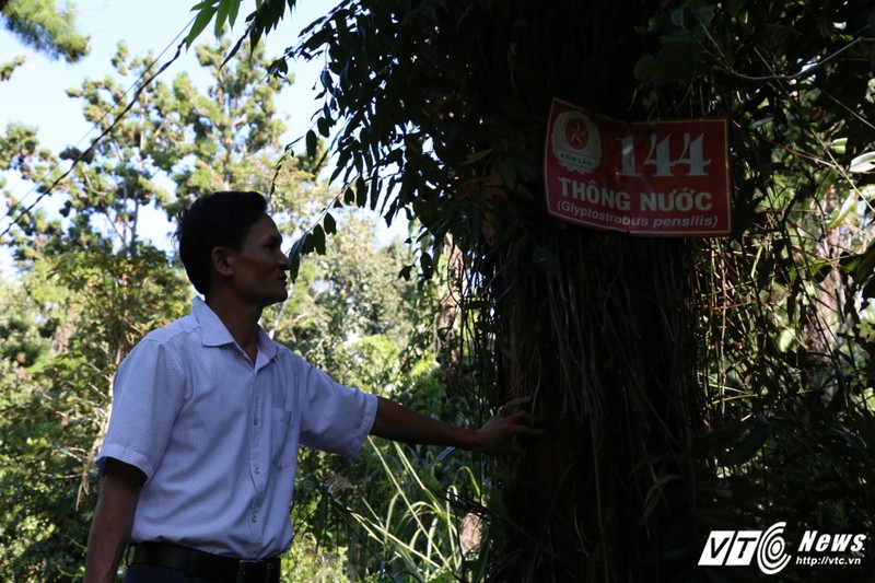 Rung cay thuy tung o Viet Nam co "nui tien" cung khong mua noi-Hinh-9