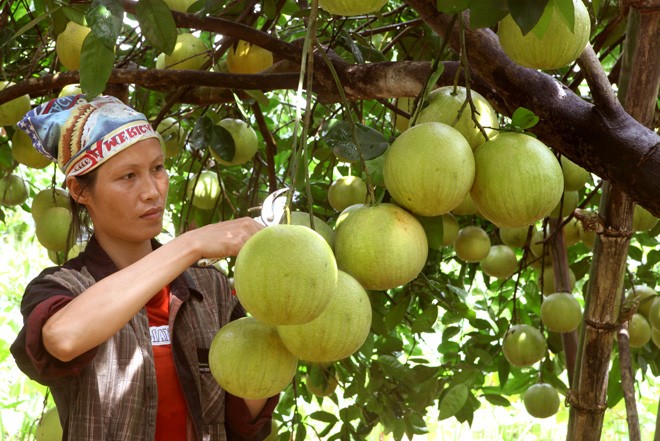 Ca lang "treo qua vang" luc liu, ai thay cung phat hon-Hinh-2