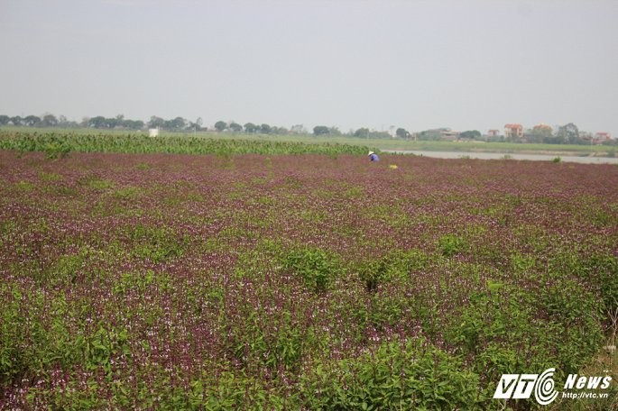 Cu ngo dong hoa oai huong, ai ngo thu rau &quot;que&quot; hai ra tien-Hinh-6