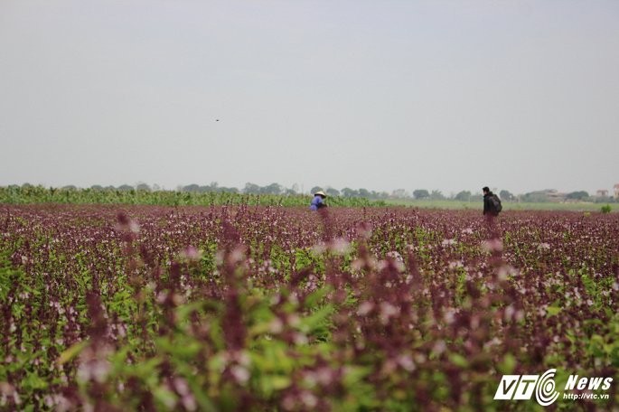 Cu ngo dong hoa oai huong, ai ngo thu rau &quot;que&quot; hai ra tien