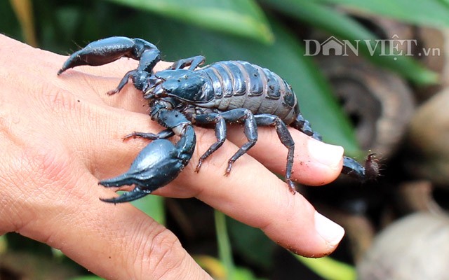 Hai hung nhin bo cap bi thuan duong, "de" ra tien-Hinh-10