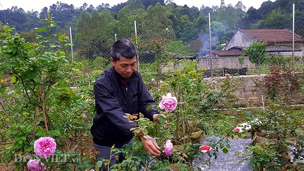 Da mat ngam vuon hong ngoai bac ty o deo Van Ly-Hinh-5