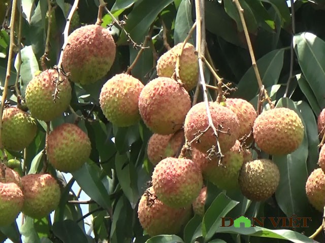 Gia vai chin som 16.000 dong/kg, qua “chay” tren cay vi e am