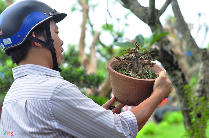 Goc vu sua ky quai gia 120 trieu o hoi thi bonsai-Hinh-12