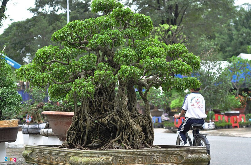 Goc vu sua ky quai gia 120 trieu o hoi thi bonsai-Hinh-2