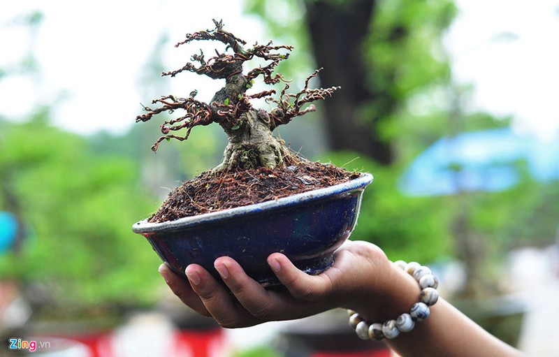 Goc vu sua ky quai gia 120 trieu o hoi thi bonsai-Hinh-3