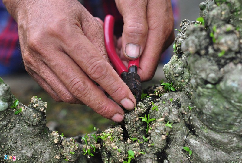 Goc vu sua ky quai gia 120 trieu o hoi thi bonsai-Hinh-9