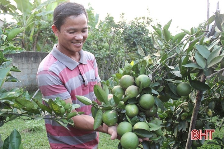 Vua cam ngon nhat Ha Tinh vao mua, hua hen cho thu 100 ty-Hinh-9