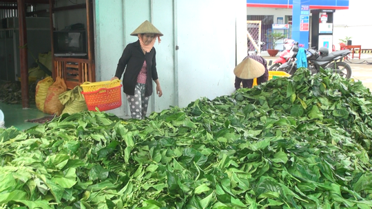 Xon xao thuong lai “bi an” thu mua luong lon la nhau