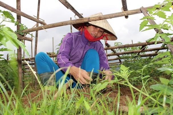 Chuyen hiem thay o Nghe An: Vao tan vuon 