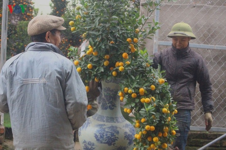 La mat voi nhung binh quat bonsai triu qua don Tet-Hinh-13