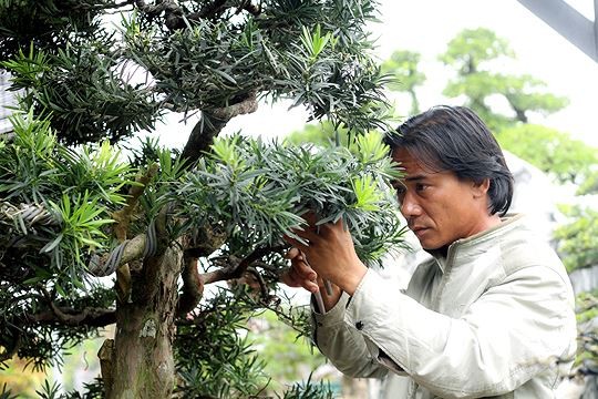 Ngam vuon bonsai cuc chat gia tram ty o Binh Dinh-Hinh-10