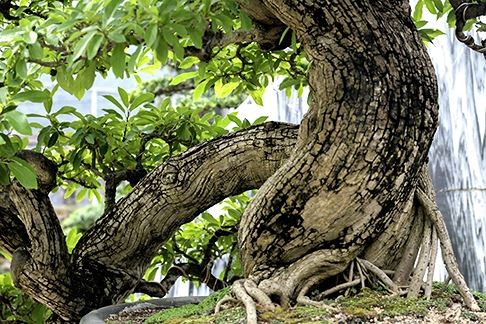 Ngam vuon bonsai cuc chat gia tram ty o Binh Dinh-Hinh-2