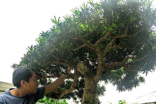 Ngam vuon bonsai cuc chat gia tram ty o Binh Dinh-Hinh-3