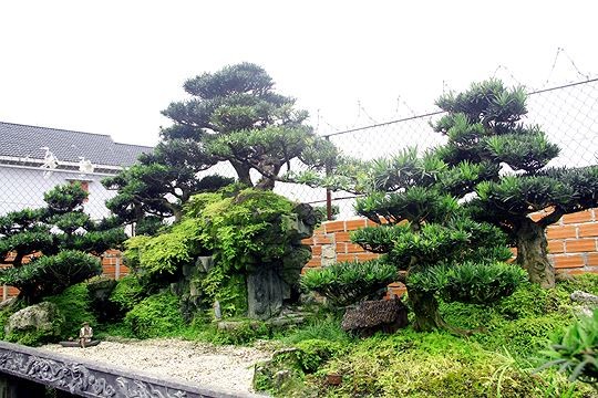 Ngam vuon bonsai cuc chat gia tram ty o Binh Dinh-Hinh-8