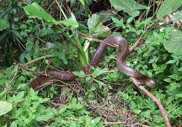 10 sat thu mui hoi khủng khiép nhát hành tinh-Hinh-6