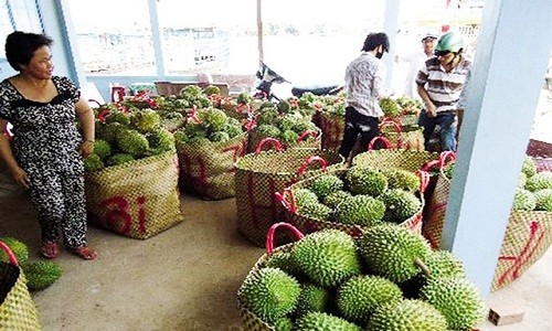 Nghi van thuong lai Trung Quoc gio tro voi sau rieng non