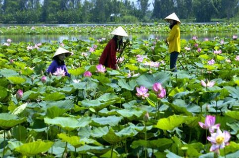 Thang 9, san sen Dong Thap va hoa sua Ha Noi