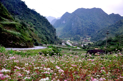 5 diem ngam hoa tam giac mach Ha Giang dep lung linh-Hinh-2