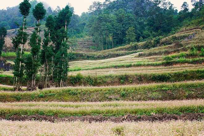 5 diem ngam hoa tam giac mach Ha Giang dep lung linh-Hinh-9