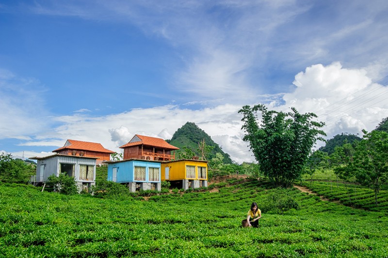 Du xuan cao nguyen Moc Chau: Ngu container, ngam hoa rung