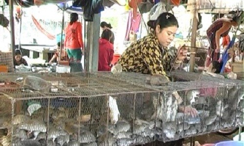 Nguoi dan gong minh san chuot o Dong Thap Muoi