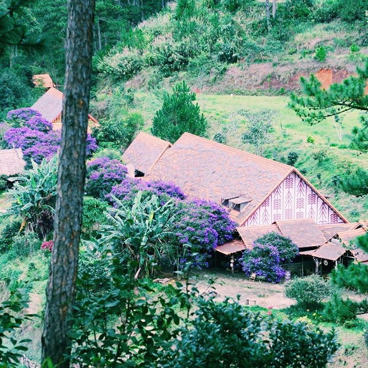 Ngam hoa Po Ra Nhang tim vung troi Da Lat vao thu-Hinh-2