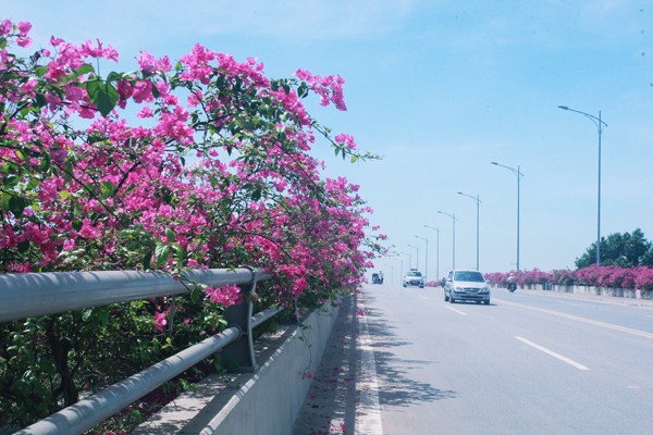 Di tren nhung cung duong hoa giay dep nhat Viet Nam-Hinh-5