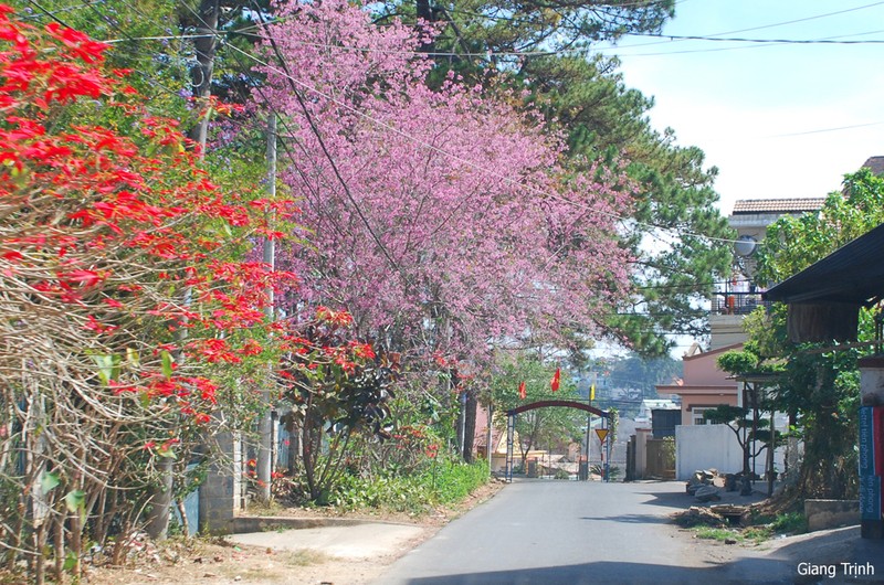 Thang tu ve, dan mang keo den Da Lat ngam phuong tim no-Hinh-2