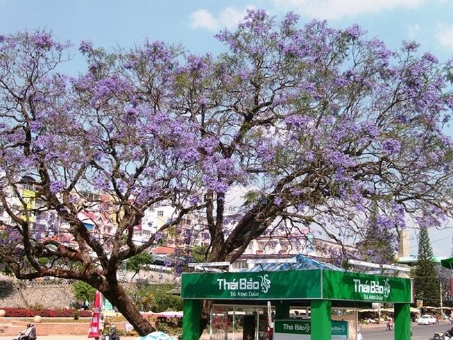 Thang tu ve, dan mang keo den Da Lat ngam phuong tim no-Hinh-3