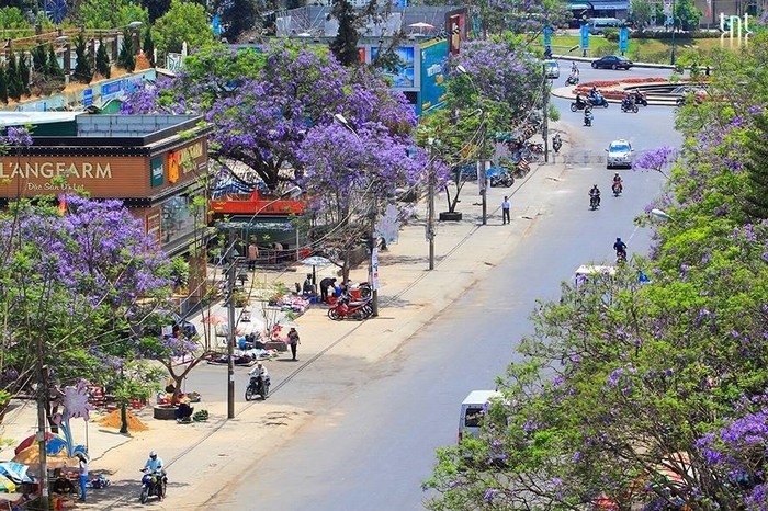 Thang tu ve, dan mang keo den Da Lat ngam phuong tim no-Hinh-7