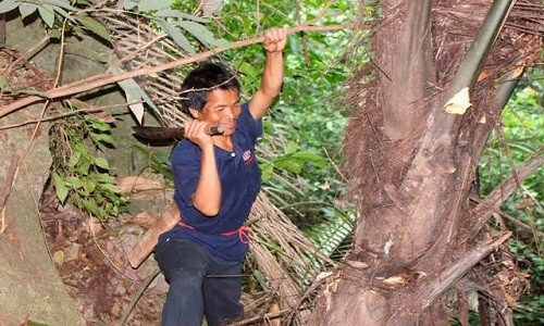 Ky la loai cay chay ra ruou o mien nui Quang Binh