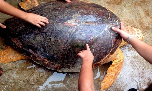 Rua bien quy hiem nang 70 kg mac luoi ngu dan