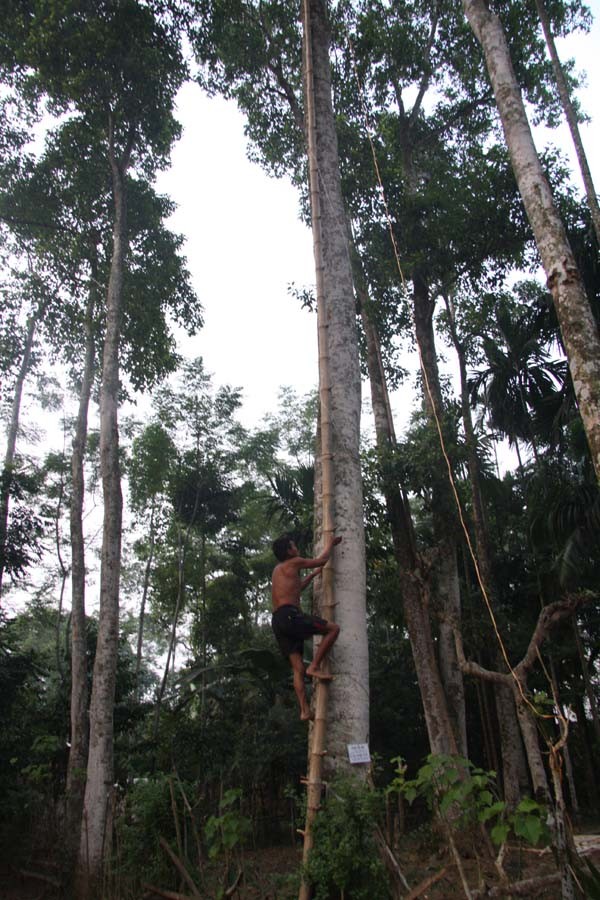 Lam giau o nong thon: Mot cay doi doi ca...chi vang-Hinh-2