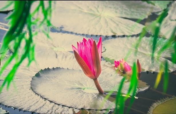 Ho hoa sung tro thanh “cuc pham” cua sinh vien DH Bach Khoa-Hinh-3