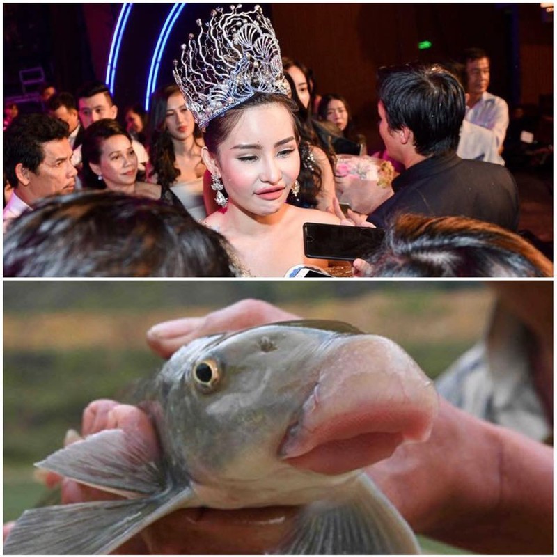 Tan Hoa hau Dai duong 2017 bi dan mang che anh nem da-Hinh-9