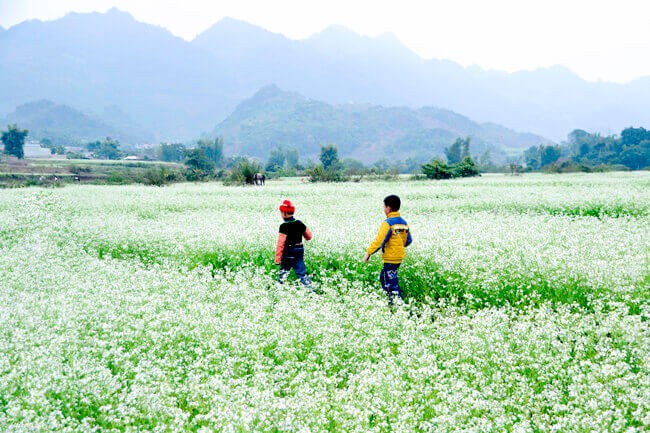 Moc Chau bung sang tinh khoi voi canh dong cai trang tuyet dep-Hinh-2