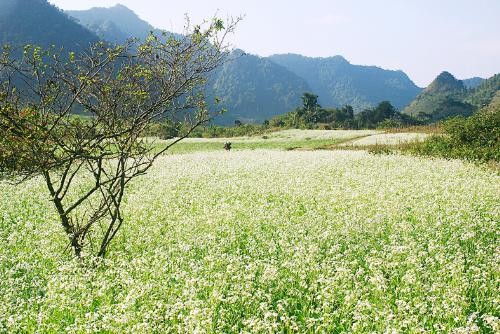 Moc Chau bung sang tinh khoi voi canh dong cai trang tuyet dep-Hinh-7